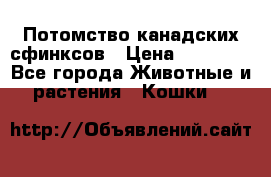 Потомство канадских сфинксов › Цена ­ 15 000 - Все города Животные и растения » Кошки   